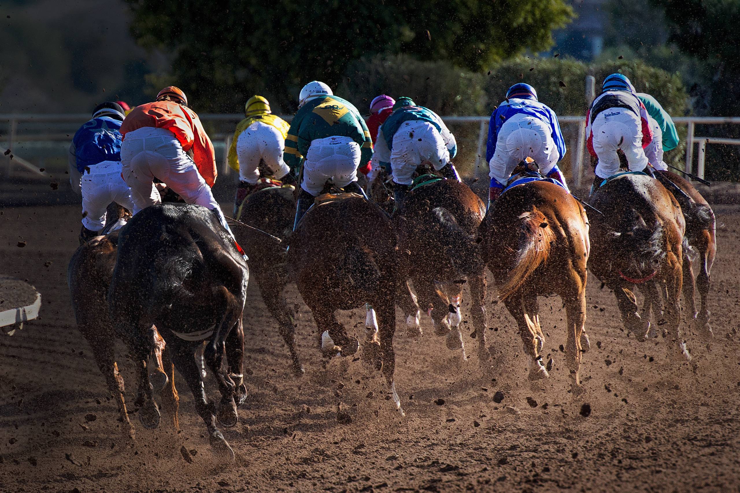 Innhorses, the prematch for horses & greyhounds racing